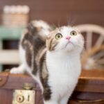 ワイモバイルの評判は？月額990円で使う方法やメリット・デメリットも解説