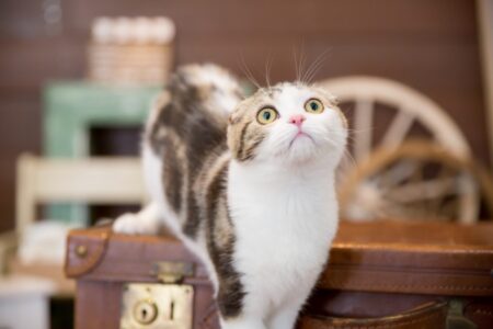 ワイモバイルの評判は？月額990円で使う方法やメリット・デメリットも解説